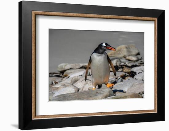 Falkland Islands, Gentoo Penguin climbs onto the beach.-Howie Garber-Framed Photographic Print