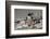 Falkland Islands, Gentoo Penguin climbs onto the beach.-Howie Garber-Framed Photographic Print