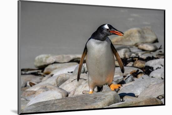 Falkland Islands, Gentoo Penguin climbs onto the beach.-Howie Garber-Mounted Photographic Print