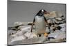 Falkland Islands, Gentoo Penguin climbs onto the beach.-Howie Garber-Mounted Photographic Print