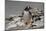 Falkland Islands, Gentoo Penguin climbs onto the beach.-Howie Garber-Mounted Photographic Print