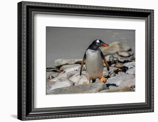 Falkland Islands, Gentoo Penguin climbs onto the beach.-Howie Garber-Framed Photographic Print