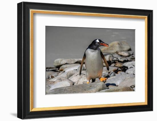 Falkland Islands, Gentoo Penguin climbs onto the beach.-Howie Garber-Framed Photographic Print