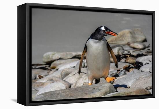 Falkland Islands, Gentoo Penguin climbs onto the beach.-Howie Garber-Framed Premier Image Canvas