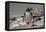 Falkland Islands, Gentoo Penguin climbs onto the beach.-Howie Garber-Framed Premier Image Canvas