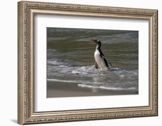 Falkland Islands, Gentoo Penguin emerges from the ocean.-Howie Garber-Framed Photographic Print