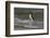 Falkland Islands, Gentoo Penguin emerges from the ocean.-Howie Garber-Framed Photographic Print