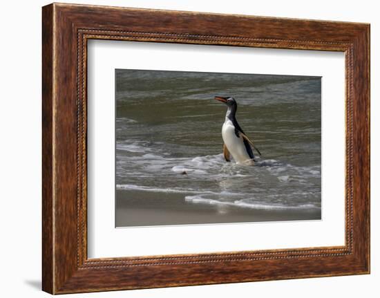 Falkland Islands, Gentoo Penguin emerges from the ocean.-Howie Garber-Framed Photographic Print