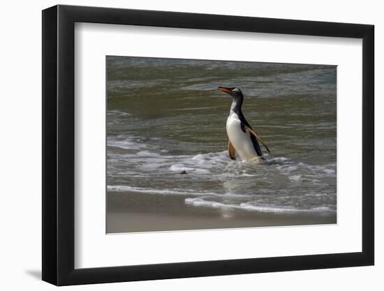 Falkland Islands, Gentoo Penguin emerges from the ocean.-Howie Garber-Framed Photographic Print