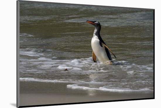 Falkland Islands, Gentoo Penguin emerges from the ocean.-Howie Garber-Mounted Photographic Print