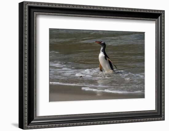 Falkland Islands, Gentoo Penguin emerges from the ocean.-Howie Garber-Framed Photographic Print