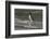 Falkland Islands, Gentoo Penguin emerges from the ocean.-Howie Garber-Framed Photographic Print