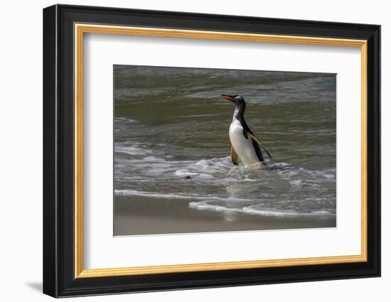 Falkland Islands, Gentoo Penguin emerges from the ocean.-Howie Garber-Framed Photographic Print