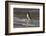 Falkland Islands, Gentoo Penguin emerges from the ocean.-Howie Garber-Framed Photographic Print