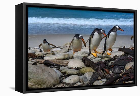 Falkland Islands, Gentoo Penguins climb onto the beach.-Howie Garber-Framed Premier Image Canvas