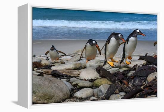 Falkland Islands, Gentoo Penguins climb onto the beach.-Howie Garber-Framed Premier Image Canvas