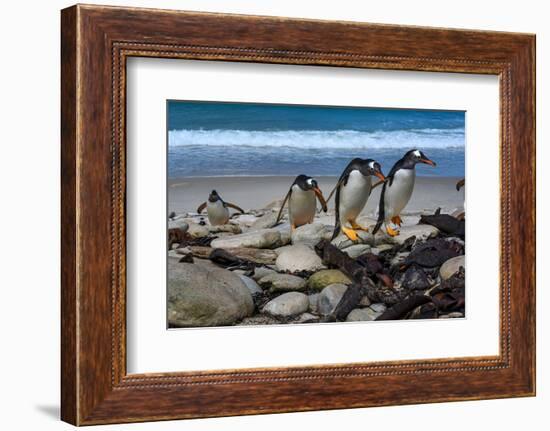 Falkland Islands, Gentoo Penguins climb onto the beach.-Howie Garber-Framed Photographic Print