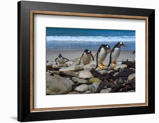 Falkland Islands, Gentoo Penguins climb onto the beach.-Howie Garber-Framed Photographic Print