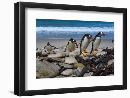 Falkland Islands, Gentoo Penguins climb onto the beach.-Howie Garber-Framed Photographic Print