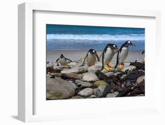 Falkland Islands, Gentoo Penguins climb onto the beach.-Howie Garber-Framed Photographic Print
