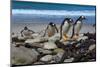Falkland Islands, Gentoo Penguins climb onto the beach.-Howie Garber-Mounted Photographic Print