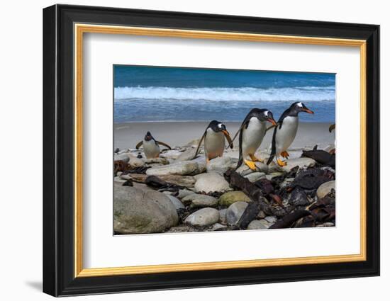 Falkland Islands, Gentoo Penguins climb onto the beach.-Howie Garber-Framed Photographic Print