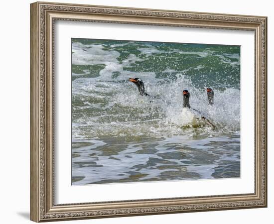 Falkland Islands, Gentoo Penguins emerge from the ocean.-Howie Garber-Framed Photographic Print