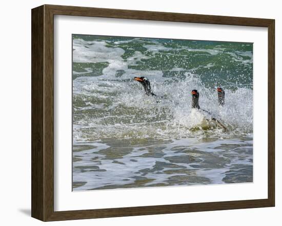 Falkland Islands, Gentoo Penguins emerge from the ocean.-Howie Garber-Framed Photographic Print