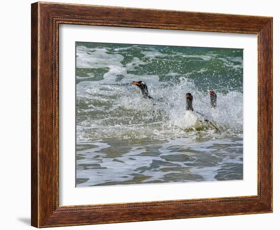 Falkland Islands, Gentoo Penguins emerge from the ocean.-Howie Garber-Framed Photographic Print