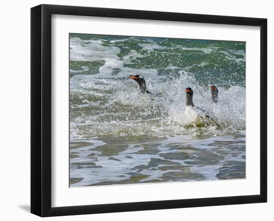 Falkland Islands, Gentoo Penguins emerge from the ocean.-Howie Garber-Framed Photographic Print