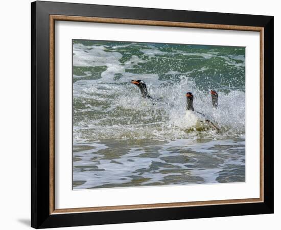 Falkland Islands, Gentoo Penguins emerge from the ocean.-Howie Garber-Framed Photographic Print