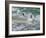 Falkland Islands, Gentoo Penguins emerge from the ocean.-Howie Garber-Framed Photographic Print