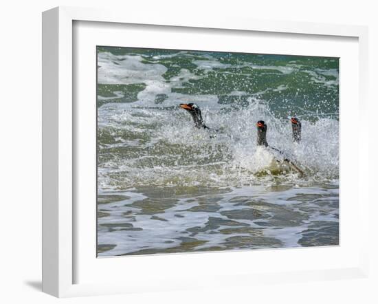 Falkland Islands, Gentoo Penguins emerge from the ocean.-Howie Garber-Framed Photographic Print