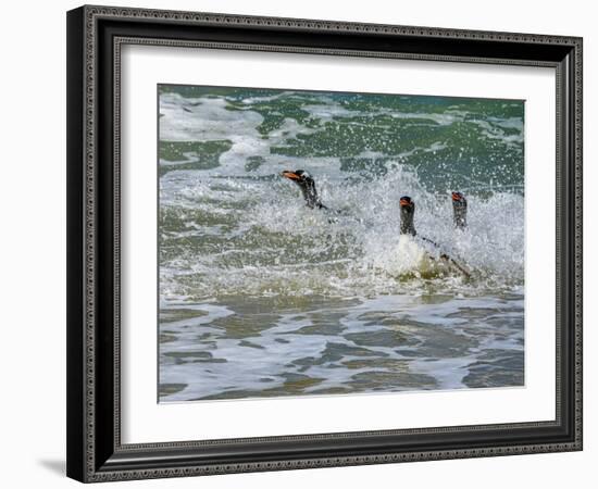 Falkland Islands, Gentoo Penguins emerge from the ocean.-Howie Garber-Framed Photographic Print