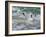 Falkland Islands, Gentoo Penguins emerge from the ocean.-Howie Garber-Framed Photographic Print