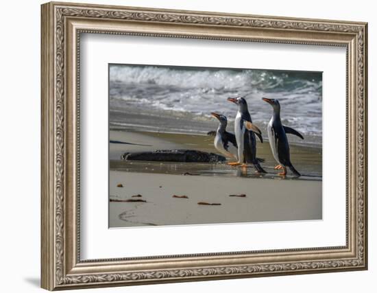 Falkland Islands, Gentoo Penguins marching onto the beach at water's edge.-Howie Garber-Framed Photographic Print