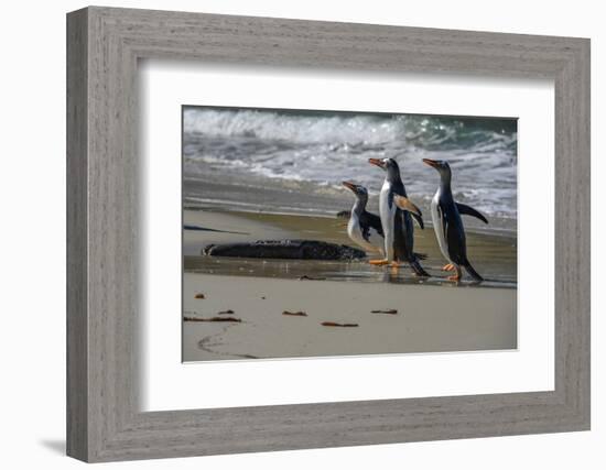 Falkland Islands, Gentoo Penguins marching onto the beach at water's edge.-Howie Garber-Framed Photographic Print