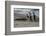 Falkland Islands, Gentoo Penguins marching onto the beach at water's edge.-Howie Garber-Framed Photographic Print