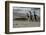 Falkland Islands, Gentoo Penguins marching onto the beach at water's edge.-Howie Garber-Framed Photographic Print