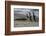 Falkland Islands, Gentoo Penguins marching onto the beach at water's edge.-Howie Garber-Framed Photographic Print