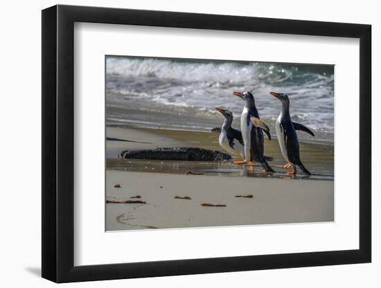 Falkland Islands, Gentoo Penguins marching onto the beach at water's edge.-Howie Garber-Framed Photographic Print