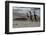 Falkland Islands, Gentoo Penguins marching onto the beach at water's edge.-Howie Garber-Framed Photographic Print