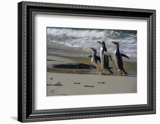 Falkland Islands, Gentoo Penguins marching onto the beach at water's edge.-Howie Garber-Framed Photographic Print