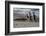 Falkland Islands, Gentoo Penguins marching onto the beach at water's edge.-Howie Garber-Framed Photographic Print