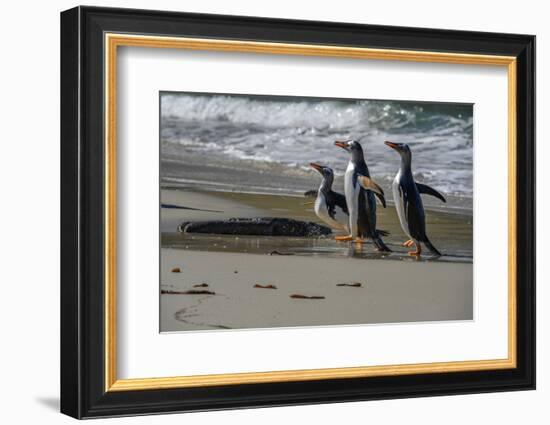 Falkland Islands, Gentoo Penguins marching onto the beach at water's edge.-Howie Garber-Framed Photographic Print