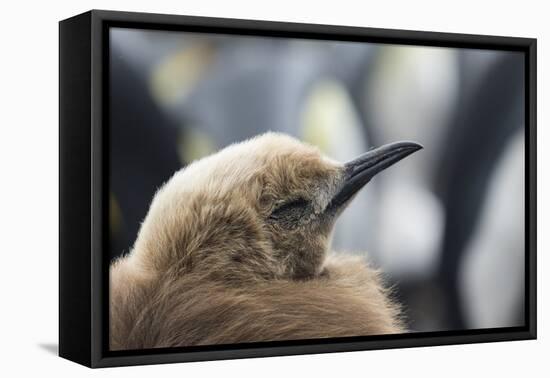 Falkland Islands. King Penguin Chick in Typical Brown Plumage-Martin Zwick-Framed Premier Image Canvas