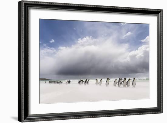 Falkland Islands. King Penguins Watch as a Storm Approaches-Martin Zwick-Framed Photographic Print