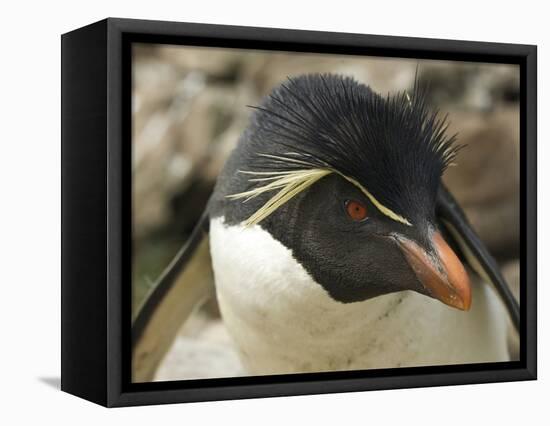 Falkland Islands. Portrait of Rockhopper Penguin-Ellen Anon-Framed Premier Image Canvas