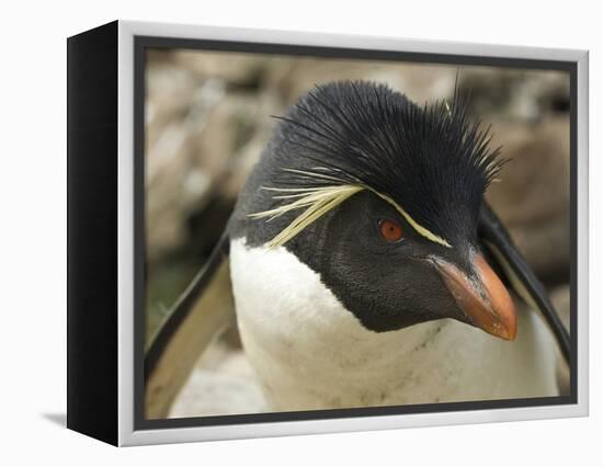 Falkland Islands. Portrait of Rockhopper Penguin-Ellen Anon-Framed Premier Image Canvas