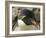 Falkland Islands. Portrait of Rockhopper Penguin-Ellen Anon-Framed Photographic Print